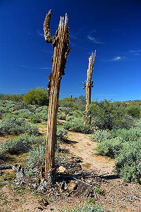 McDowell Mountain Regional Park, February 12, 2015